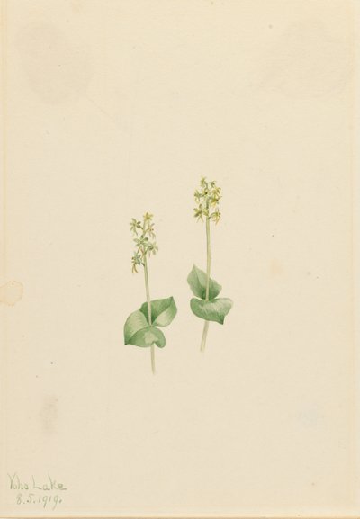 Rocky Mountain Twayblade Ophrys necrophylla, 1919. tekijältä Mary Vaux Walcott