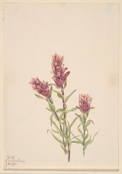 Ruusu maaliharja (Castilleja pallida) tekijältä Mary Vaux Walcott