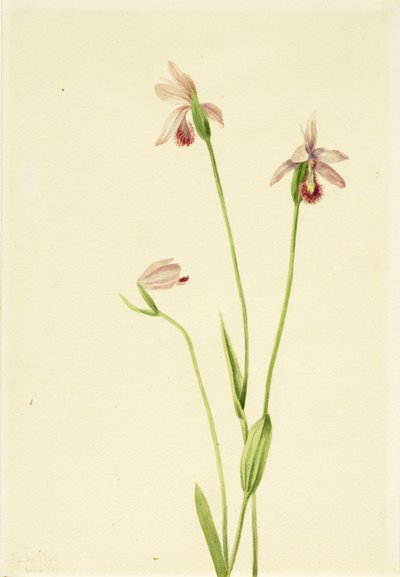 Pogoniaruusut (Pogonia ophioglossoides) tekijältä Mary Vaux Walcott