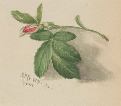 Rosebud tekijältä Mary Vaux Walcott