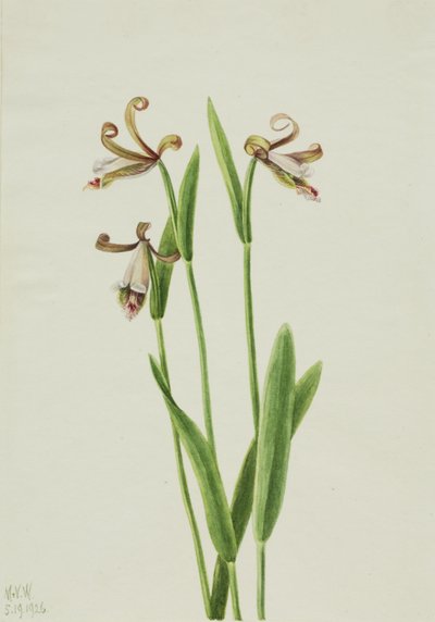 Ruusunuppu-orkidea Pogonia Dewarikat, 1926. tekijältä Mary Vaux Walcott