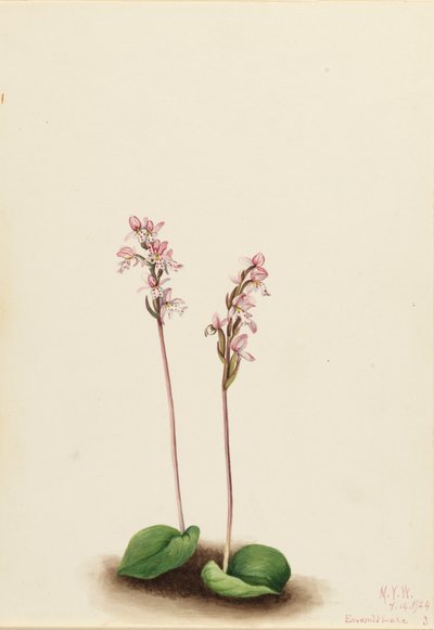 Pyöreälehtinen orchis Orchis rotundifolia, 1924. tekijältä Mary Vaux Walcott