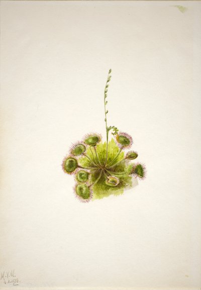 Pyöreä lehti Sundew (Drosera rotundifolia) tekijältä Mary Vaux Walcott