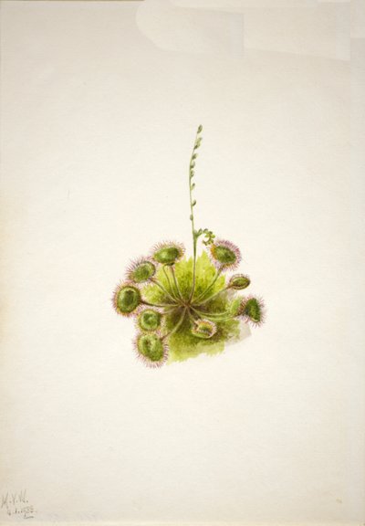 Pyöreälehtinen auringonkukka Drosera rotundifolia, 1933. tekijältä Mary Vaux Walcott
