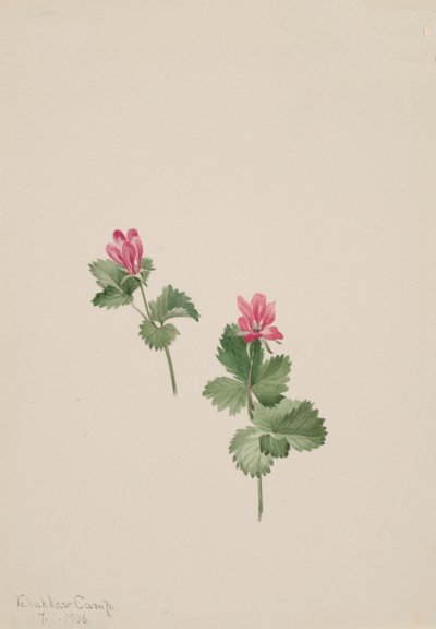 Arktinen pensas, 1881. tekijältä Mary Vaux Walcott