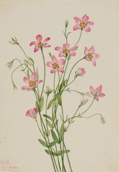 Saltmarsh Rosegentian Sabbatia stellaris, 1926. tekijältä Mary Vaux Walcott