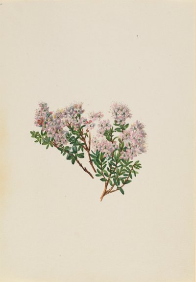 Hiekkamyrtti (Leiophyllum lyoni) tekijältä Mary Vaux Walcott