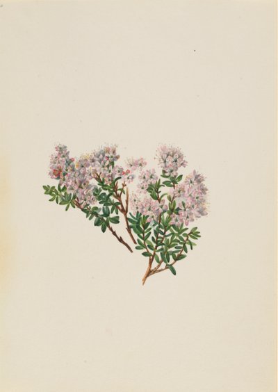 Hiekkamyrtti Leiophyllum lyoni, n. 1930-luku. tekijältä Mary Vaux Walcott