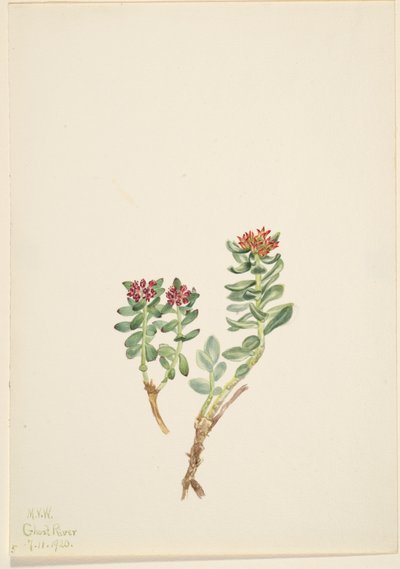 Sanifoiga nouseva, 1920. tekijältä Mary Vaux Walcott