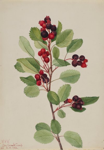 Saskatoon (Amelanchier alnifolia) tekijältä Mary Vaux Walcott