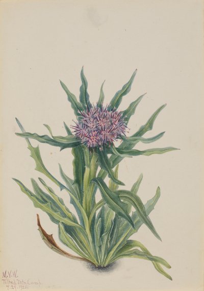 Saussurea Saussurea densa, 1925. tekijältä Mary Vaux Walcott