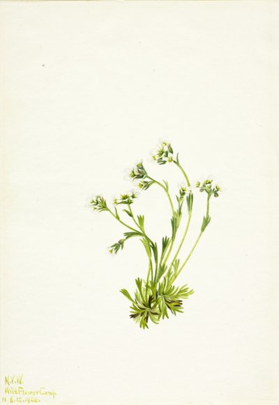 Sipulikukka (Saxifraga caespitosa) tekijältä Mary Vaux Walcott