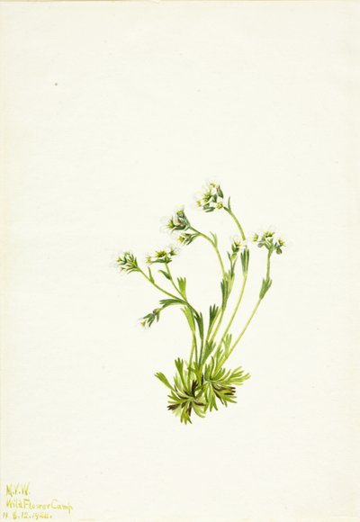 Saksifrage Saxifraga caespitosa, 1924. tekijältä Mary Vaux Walcott