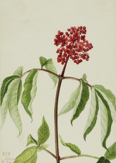 Scarlet Elder Sambucus pubens, 1922. finlandès tekijältä Mary Vaux Walcott