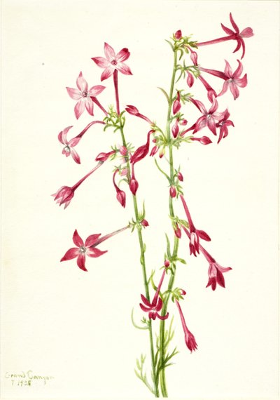 Scarlet Gilia (Gilia aggregata) tekijältä Mary Vaux Walcott
