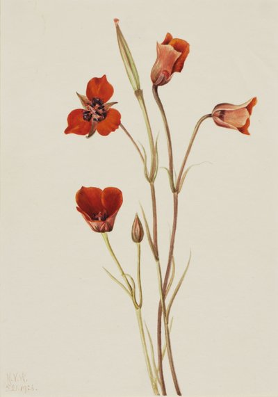 Scarlet mariposa (Calochortus kennedyi) tekijältä Mary Vaux Walcott