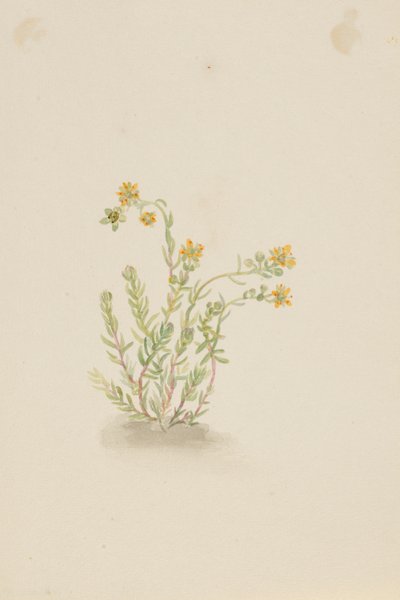 Sedum stenopetalum tekijältä Mary Vaux Walcott