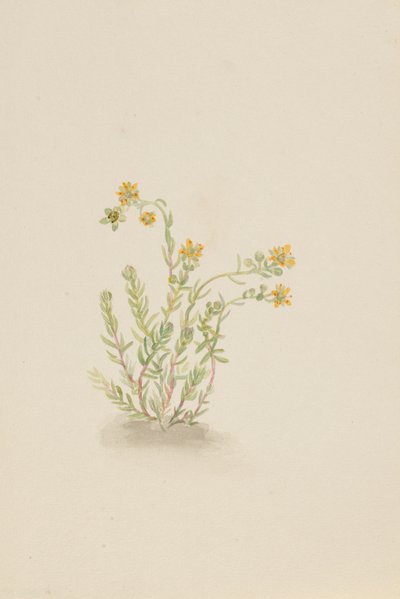 Stenopetal kasvi, n. 1917-1918. tekijältä Mary Vaux Walcott
