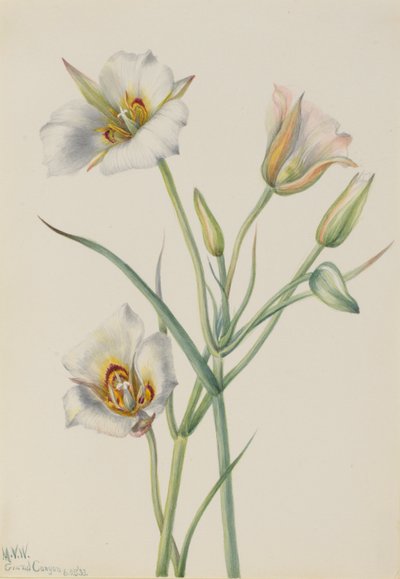 Sego Lilja (Calochortus nuttallii) tekijältä Mary Vaux Walcott