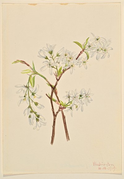 Varjopensas (Amelianchier oblongifolia) tekijältä Mary Vaux Walcott