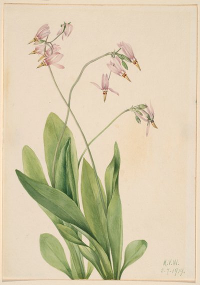 Tähdenlento (Dodecatheon meadia) tekijältä Mary Vaux Walcott