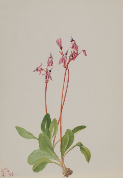 Shooting Star Dodecatheon hendersonii, 1936. tekijältä Mary Vaux Walcott