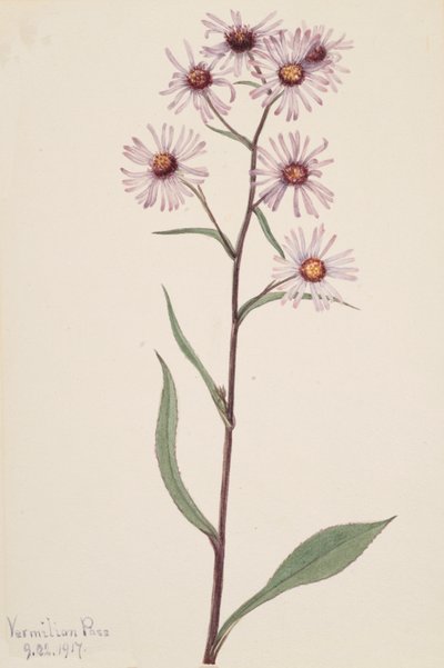 Näyttävä Aster Näyttävä Aster, 1917. tekijältä Mary Vaux Walcott