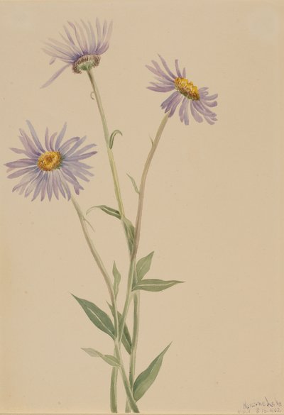 Näyttävä Fleabane Erigeron salsuginosus, 1902. tekijältä Mary Vaux Walcott