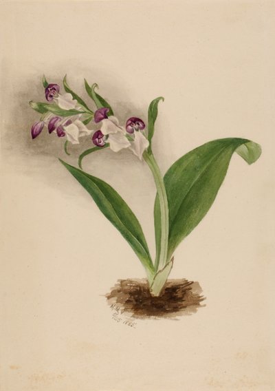 Showy Orchids Orchis spectabilis, 1885. tekijältä Mary Vaux Walcott