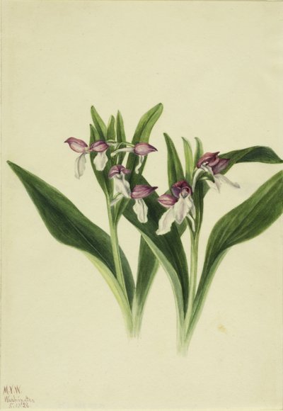 Näyttävä orkidea (Orchis spectabilis) tekijältä Mary Vaux Walcott