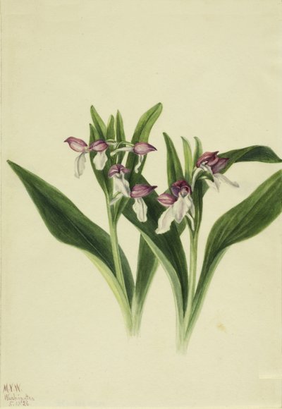 Näyttävä orkidea Näyttävä orkidea, 1926. tekijältä Mary Vaux Walcott