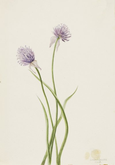 Siperiansipuli Allium sibericum, 1903. tekijältä Mary Vaux Walcott