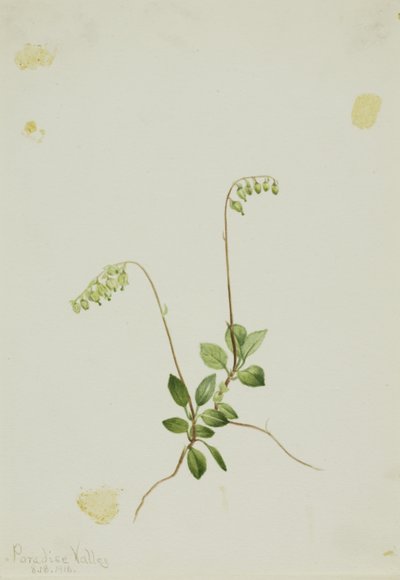 Sivukellot Pyrola (Pyrola secunda) tekijältä Mary Vaux Walcott