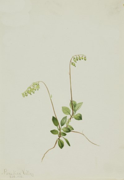 Sidebellin Pyrola Pyrola secunda, 1916. tekijältä Mary Vaux Walcott