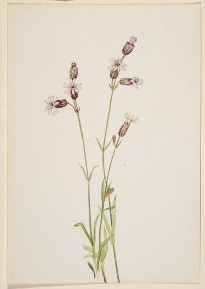 Silene multicaulis tekijältä Mary Vaux Walcott