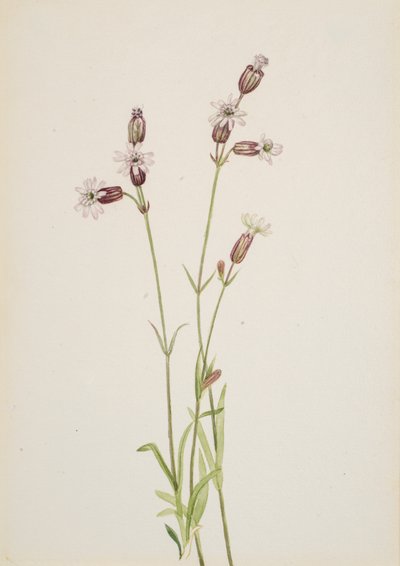 Silene multicaulis, n. 1900-1920. tekijältä Mary Vaux Walcott