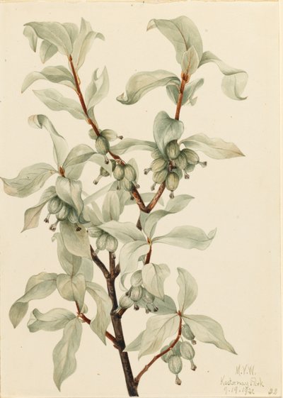 Hopeamarja (Elaeagnus commutata) tekijältä Mary Vaux Walcott