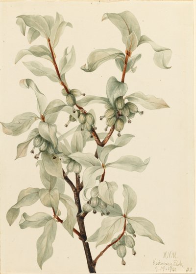 Hopeamarja Elaeagnus commutata, 1922. tekijältä Mary Vaux Walcott