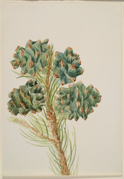 Yksilehtinen mänty (Pinus monophylla) tekijältä Mary Vaux Walcott