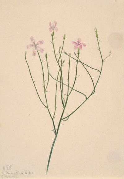 Luurankokukka Lygodesmia juncea, 1923. tekijältä Mary Vaux Walcott