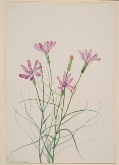 Luurankoruoho (Lygodesmia grandiflora) tekijältä Mary Vaux Walcott