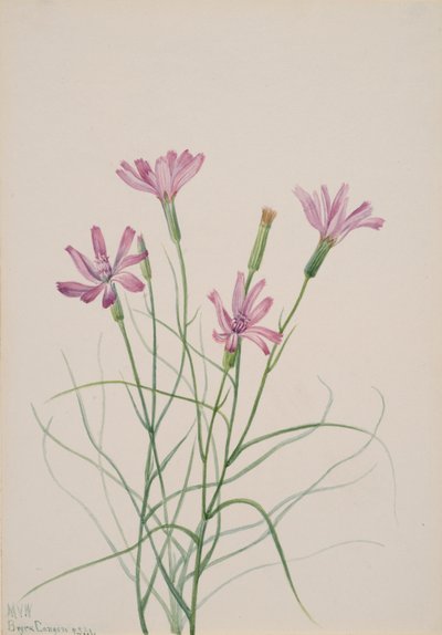 Skeleton Weed Lygodesmia grandiflora, 1931. tekijältä Mary Vaux Walcott