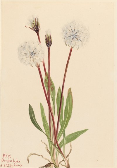 Hoikka Agoseris Agoseris gracilens, 1922. tekijältä Mary Vaux Walcott