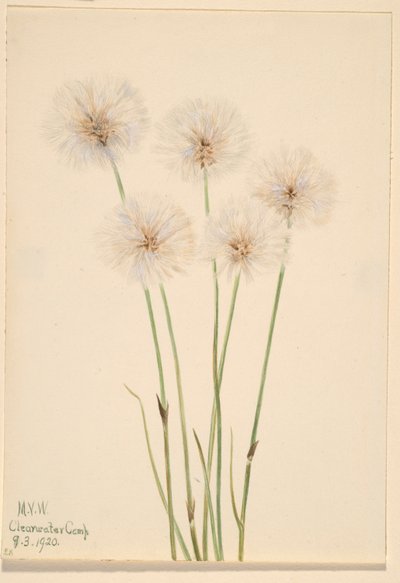 Hoikka puuvillaruoho (Eriophorum chamissonis) tekijältä Mary Vaux Walcott