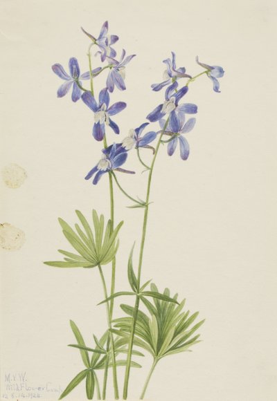 Ohut ritarinkukka (Delphinium depauperatum) tekijältä Mary Vaux Walcott