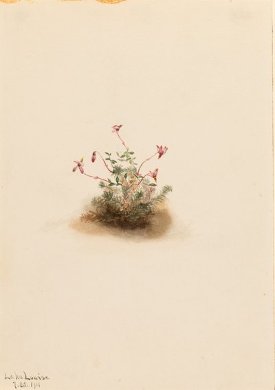 Pieni karpalo (Oxycoccus palustris) tekijältä Mary Vaux Walcott