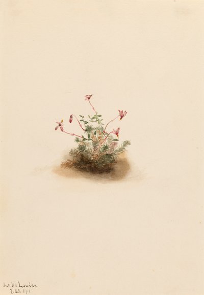 Pieni karpalo Oxycoccus palustris, 1911. tekijältä Mary Vaux Walcott