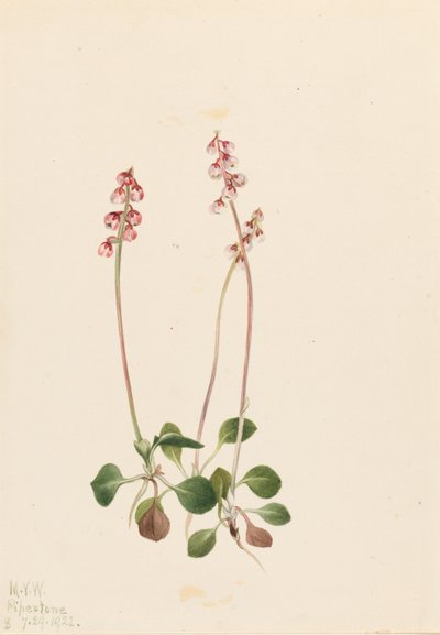 Pieni Pyrola (Pyrola minor) tekijältä Mary Vaux Walcott