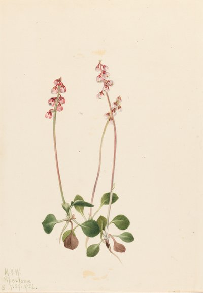 Pieni Pyrola Pyrola minor, 1922. tekijältä Mary Vaux Walcott