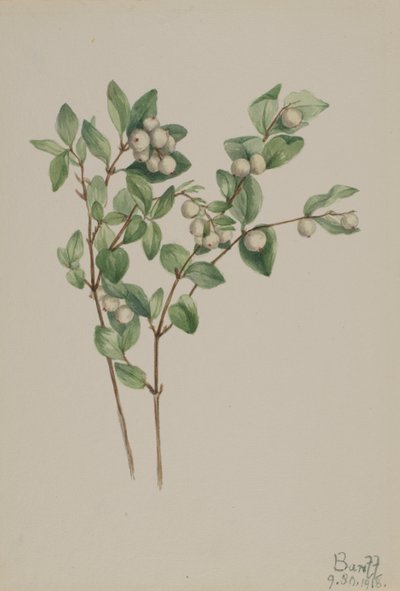 Snowberry Symphoricarpos albus, 1918. tekijältä Mary Vaux Walcott